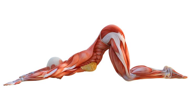 Achieve Cat-Like Flexibility in 4 Weeks