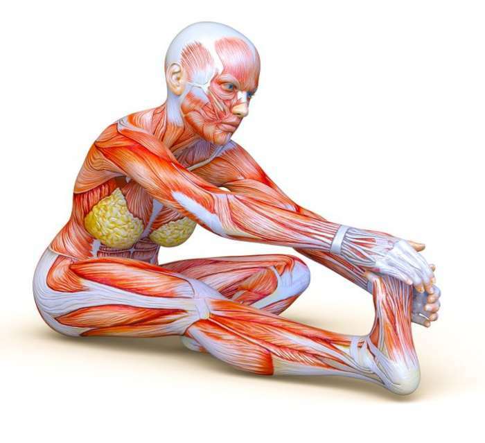 Achieve Cat-Like Flexibility in 4 Weeks