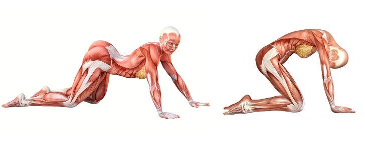 Achieve Cat-Like Flexibility in 4 Weeks